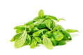 Hydroponic Italian Basil - Organically Grown