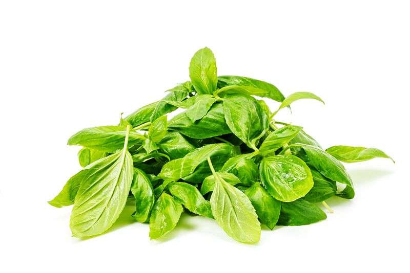 Hydroponic Italian Basil - Organically Grown
