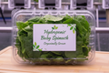 Hydroponic Baby Spinach- Organically Grown