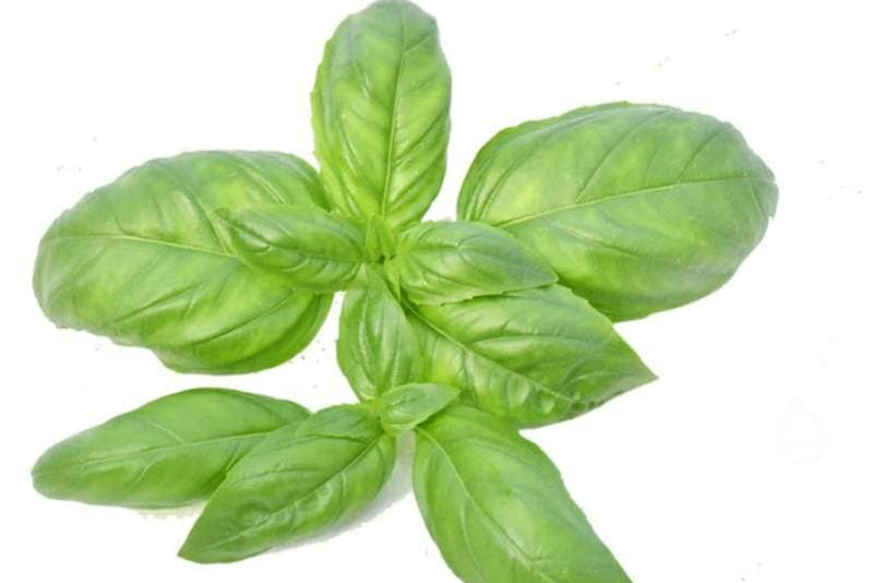 Hydroponic Italian Basil - Organically Grown