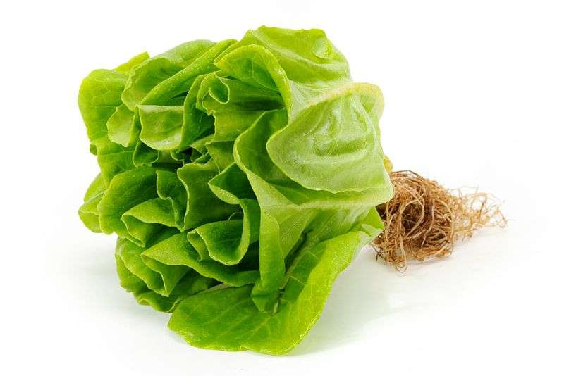 Hydroponics Lettuce Butterhead- Organically Grown (high in iron and vitamins A & K) - Live Plant