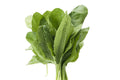 Hydroponic Spinach - Organically Grown